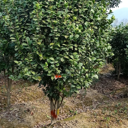 绍兴 茶花冠幅80---2米