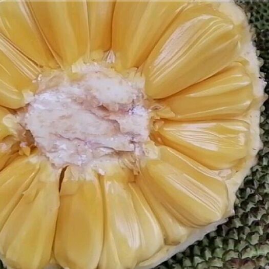 儋州市海南菠萝蜜 海南黄肉饱满圆润靓货