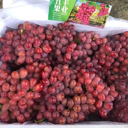 温岭市巨峰葡萄 颗粒大又匀称，串型大.饱满，再加黑又硬，果粉好