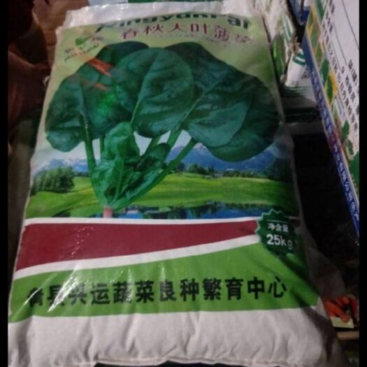 圆叶菠菜种子  春秋大叶菠菜  叶片肥厚 抗病强
