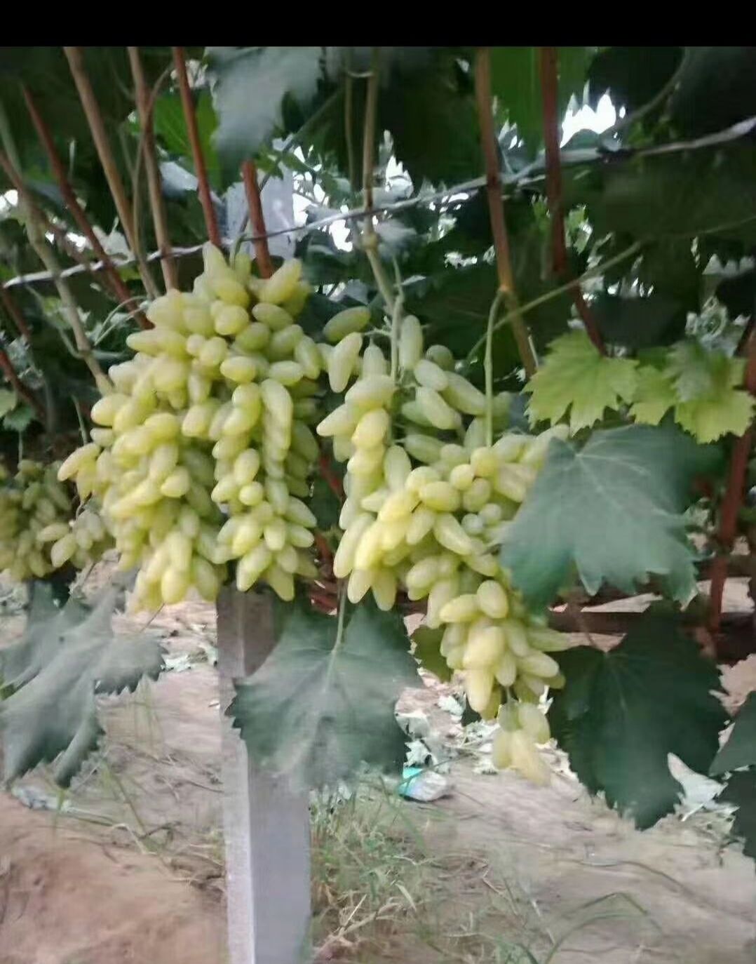 金手指葡萄  高甜度金手指，大棚，品质优良，7-9月上市，可预订！