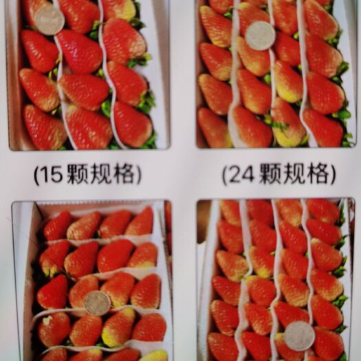 巧家县 诚信供应四季草莓