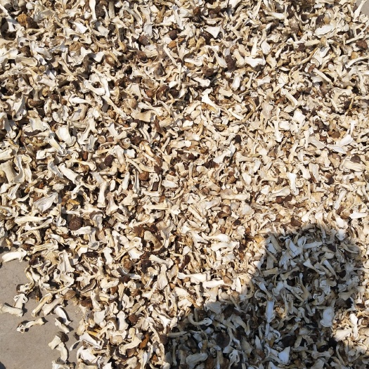 阳谷县干松茸  大球盖菇风干，去跟，干净菜中之王，营养价值高，两公斤一包装