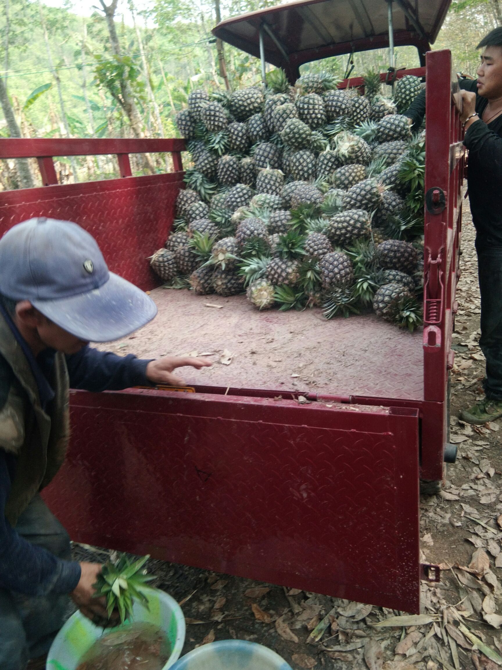  西双版纳金钻凤梨台龙十七