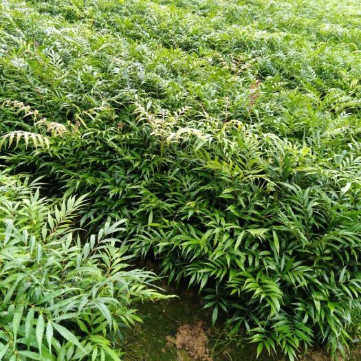 重庆市柳叶十大功劳苗好价格更好