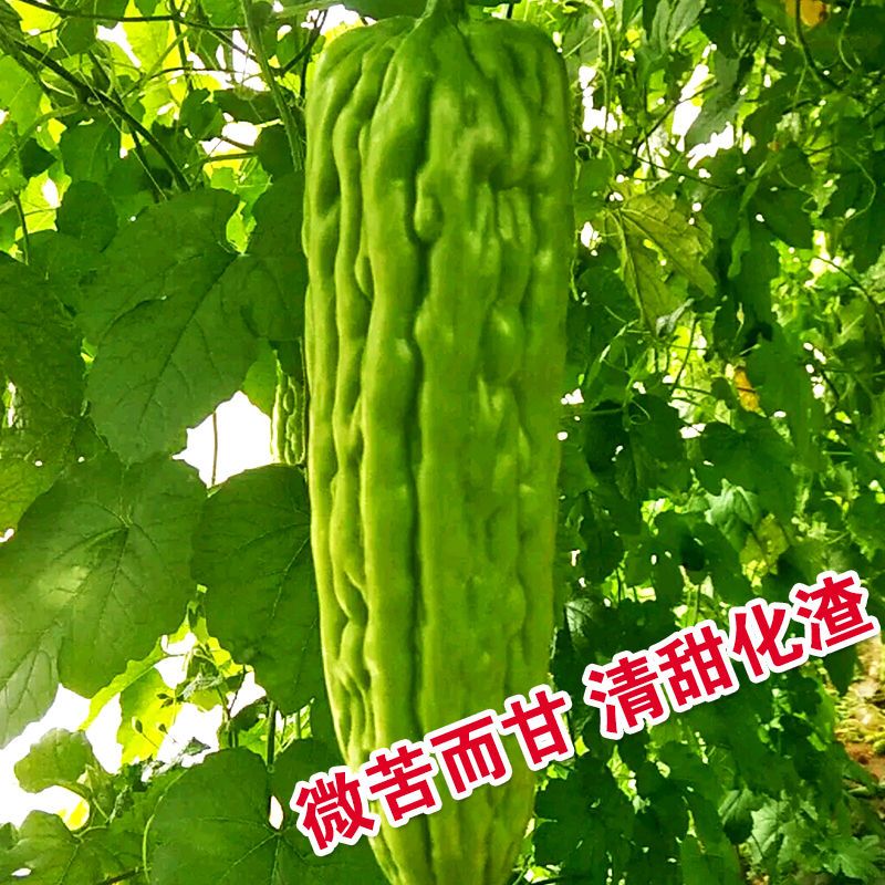深圳大肉油绿苦瓜种籽早熟耐热四季易播绿油苦瓜种子蔬菜种子