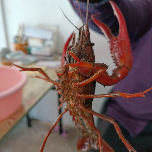 沅江市 湖南益阳沅江小龙虾中红中青