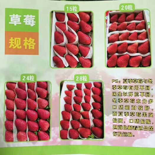 会泽县泡沫箱  四季草莓