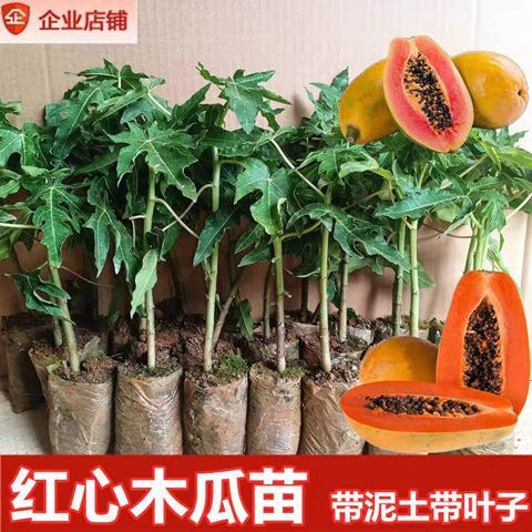 灵山县红心木瓜苗