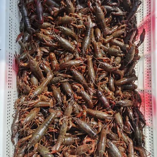 沭阳县清水小龙虾 龙虾种苗