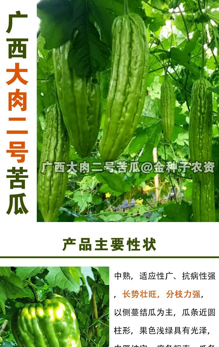 深圳大肉油绿苦瓜种籽早熟耐热四季易播绿油苦瓜种子蔬菜种子