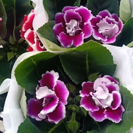 青州市大岩桐芙蓉花基地直供