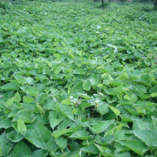 辰溪县 鱼腥草种植基地