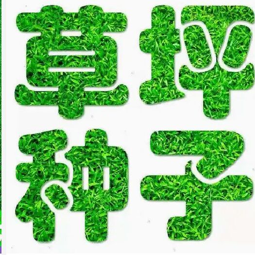 沭阳县 草坪种子