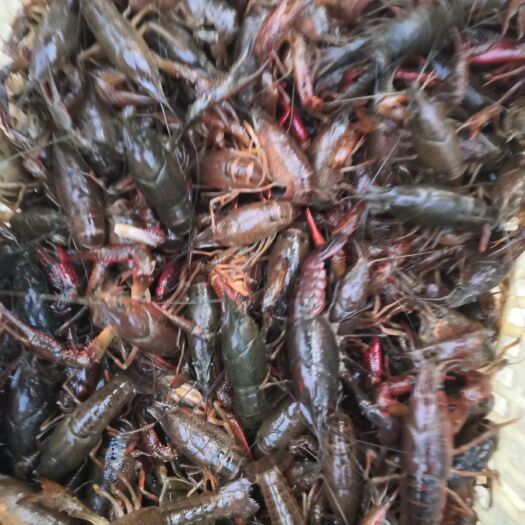 潜江市 正宗潜江小龙虾