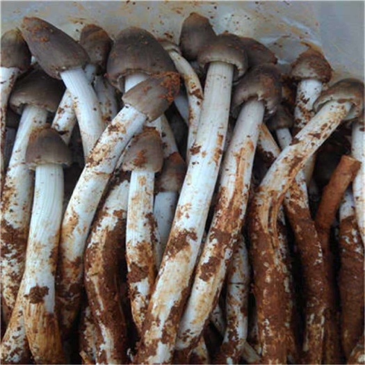 南昌县鸡枞菌菌种  鸡枞菌种子2包三塔菌包斗鸡公菌荔枝菌伞把菇室内人工种植包原种