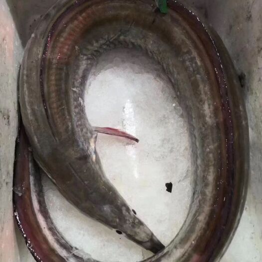 东莞市 本港白鳗鱼