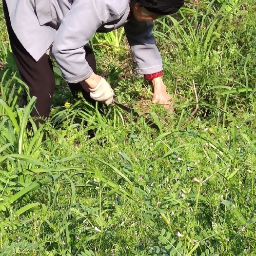 青川县猛子花