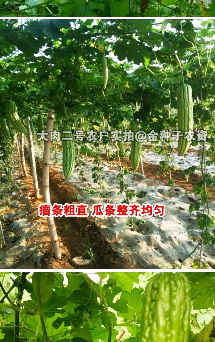 深圳大肉油绿苦瓜种籽早熟耐热四季易播绿油苦瓜种子蔬菜种子