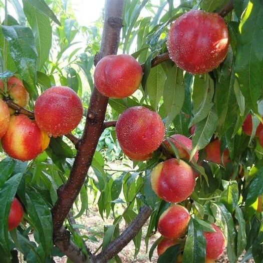 蒙阴县水蜜桃 预售 6月中旬 各种油桃，油蟠桃，毛桃
