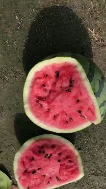 8424西瓜 6斤打底 8成熟 1茬