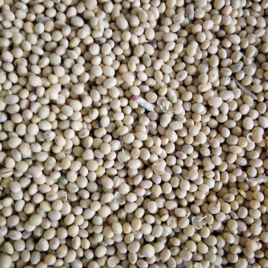 石家庄 大豆 黄豆 粮油