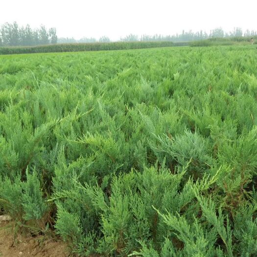 曲阳县 长年出售大量沙地柏