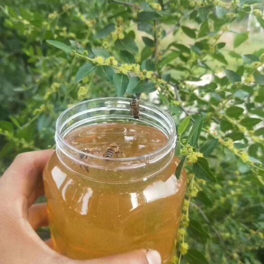 邵阳槐花蜜 安全报告下来，