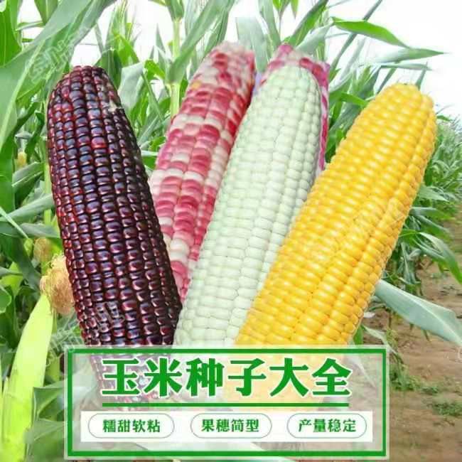 寿光市黑玉米种子  【非转基因】巧克力水果玉米种子 甜玉米种子 奶