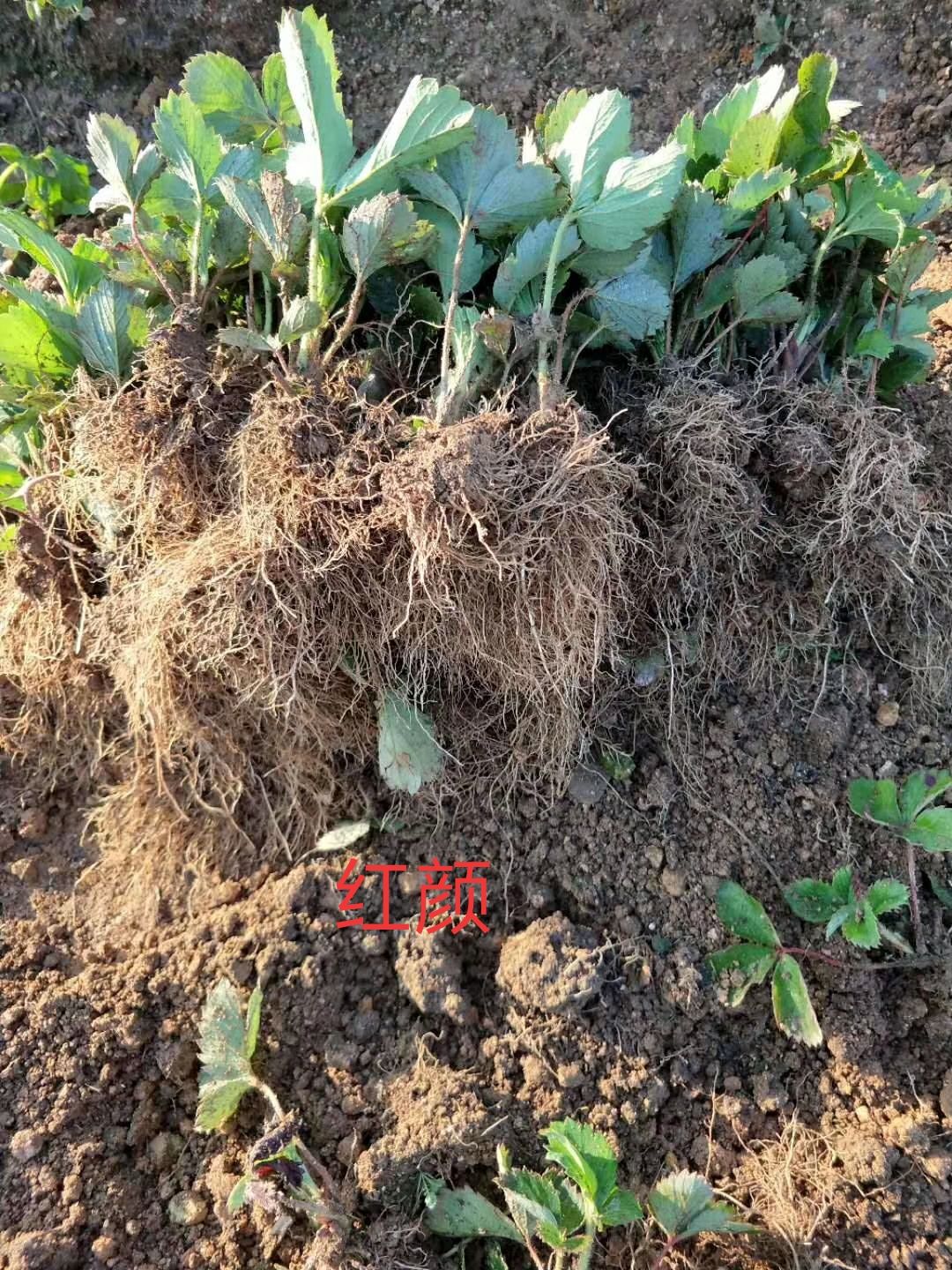 红颜草莓苗 红颜种苗，又叫牛奶草莓，口感香甜，果个大，产量高