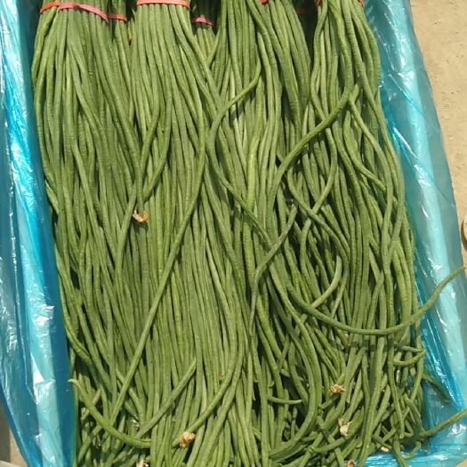 菏泽绿翡翠长豆角 40cm~70cm