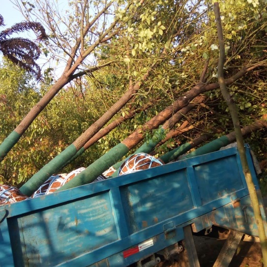 武汉 12公分精品香樟出售，量大