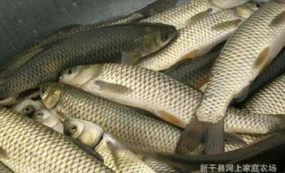 上海 大量供应鲫鱼鳊鱼草鱼苗花白鲢鱼苗