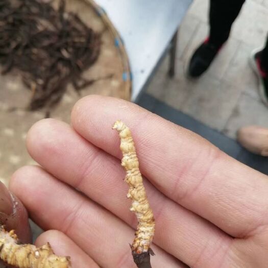 小金县冬虫夏草