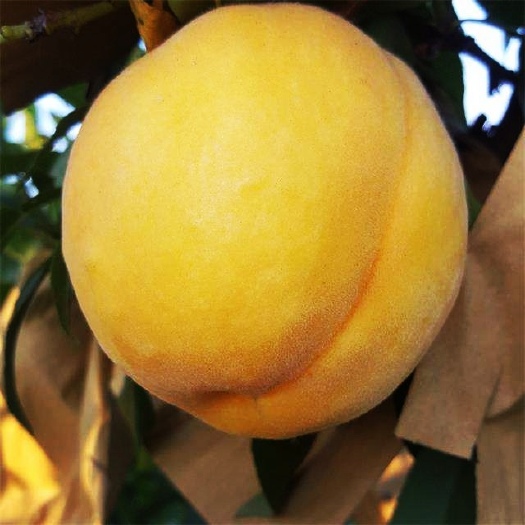 顺平县 黄金蜜水蜜桃