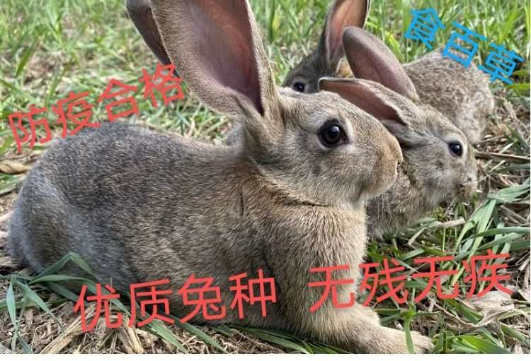 汝城县 1公配5母种兔 比利时兔 杂交兔 无血缘关系 精选