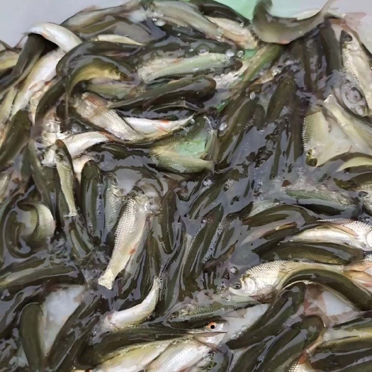 南宁 广西南宁良种鱼苗繁殖场