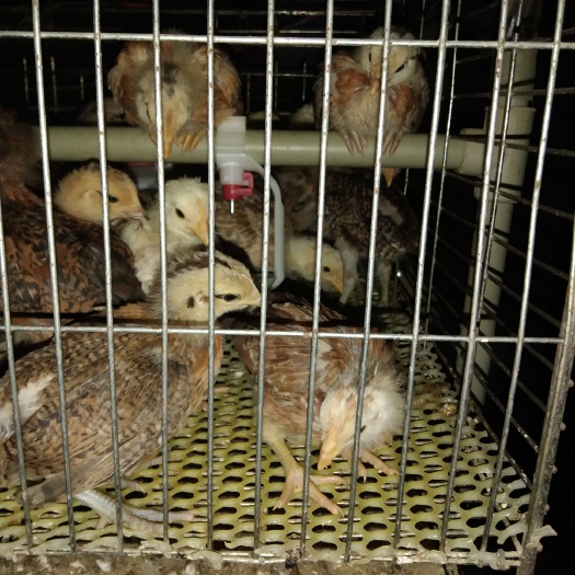 宣威市 正宗宣威纯土鸡苗。