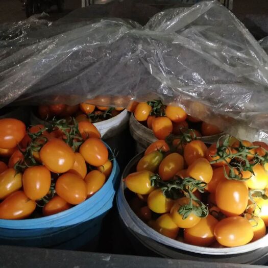 寿光市黄番茄  产地精品黄罗曼大量上市，有需要的老板前来咨询吧