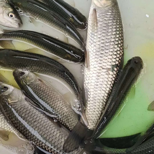 南宁 广西南宁良种鱼苗繁殖场