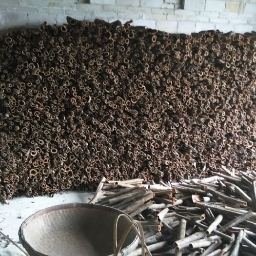 藤县油桂 广西肉桂