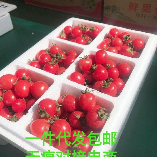 西安 粉贝贝圣女果