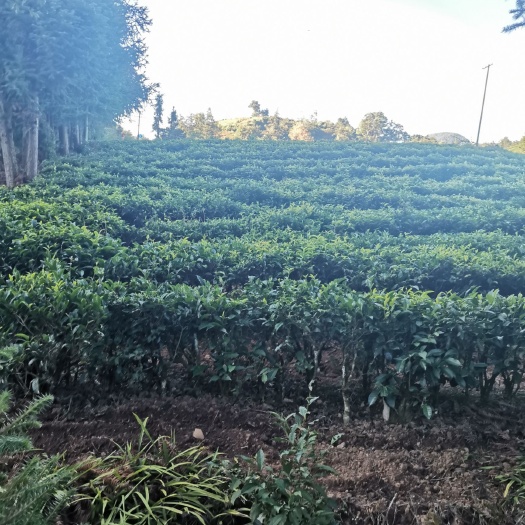 施甸县 纯天自然绿茶，口感好喝，经常喝茶，有利于身体健康！