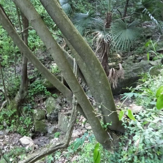慈利县 朴树