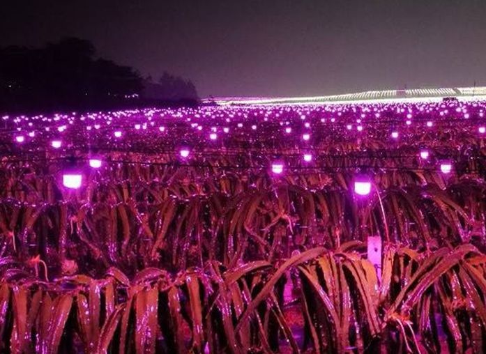 中山市植物补光灯 这是一款专适用于户外的防水植物灯  9W防水植物灯泡