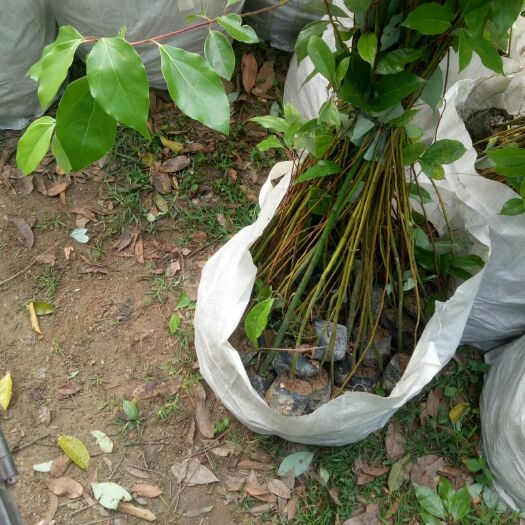 普宁市 香樟树苗