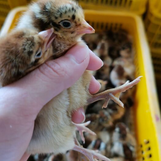 南宁 大量供应青脚麻鸡苗 厂家直销