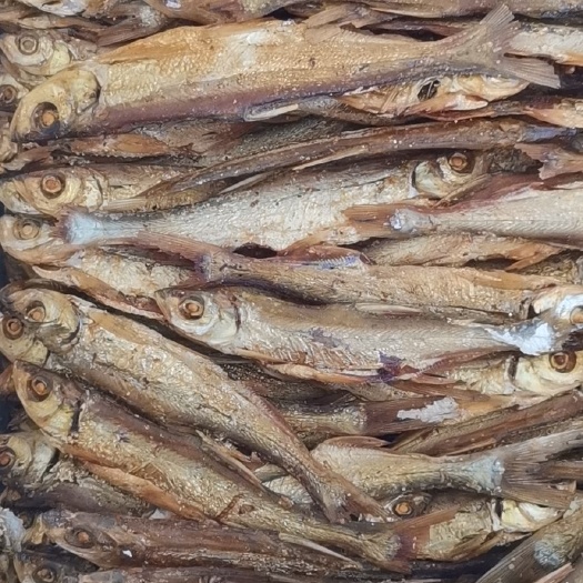 通山县翘嘴白鱼干 火培鱼小鱼干