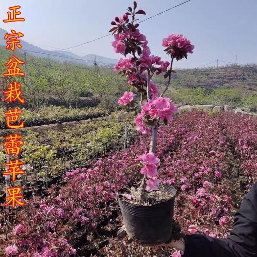 平邑县 盆栽苹果矮化盆栽红肉苹果盆栽芭蕾果嫁接盆栽小苹果阳台庭院种植