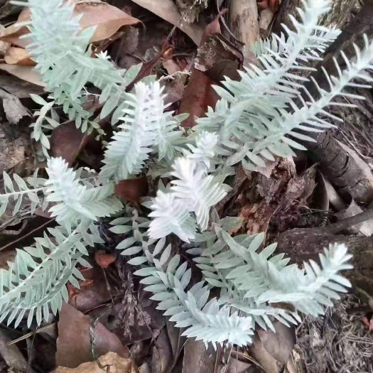 广州鹿茸草